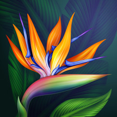 strelitzia bird of paradise flower botanical illustration