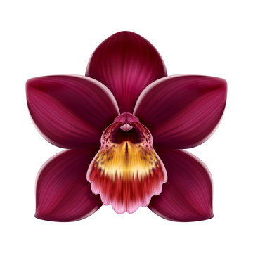 Fototapeta abstract tropical orchid flower illustration isolated on white