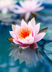 Photo sur Plexiglas fleur de lotus beau nénuphar rose ou fleur de lotus dans l& 39 étang