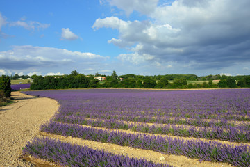 Obraz na płótnie Canvas Provence rural landscape