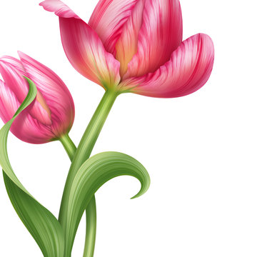 two pink tulips floral background design