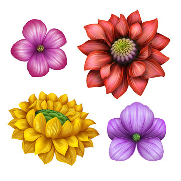 Fototapeta flower illustration, floral clip-art isolated on white