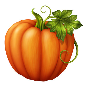orange pumpkin with green leaf, illustration