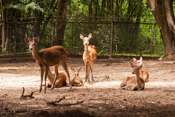 Deer in the zoo in thailand.