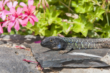 Canarian lizard basking