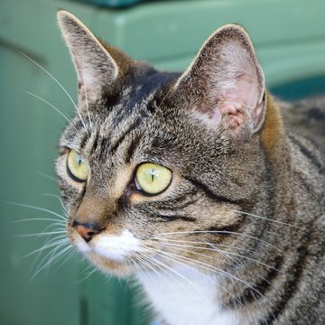 Tabby Cat - 01