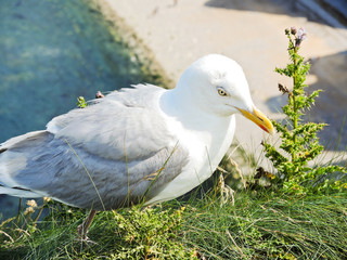 seagull on english channel beach of Etretat