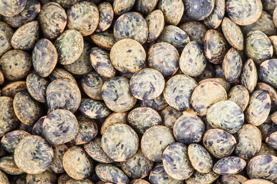 Extreme Closeup Texture of french Green Lentils