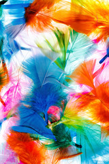 Colorful feathers