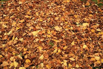 Autumn, fallen leaves in the Park, autumn background