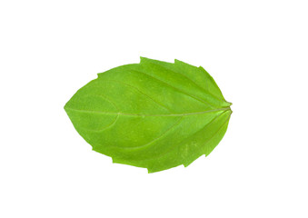 Fototapeta na wymiar basil leaf