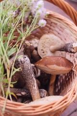 Leccidium scabrum mushrooms in a wooden basket 