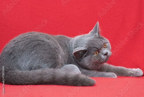 Male British Shorthair Cat Stock Photo And Royalty Free Images On