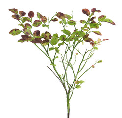 Blueberry sprigs, autumn colors