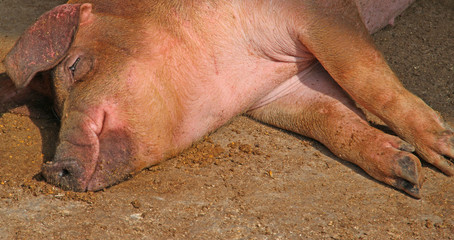huge pink pig in the pigsty of the farm in the countryside