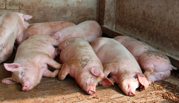 huge pigs in the sty of the farm