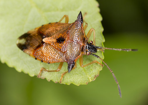 Shield bug, Elasmucha ferrugata on leaf, macro photo