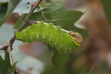 Polyphemus Moth Caterpillar