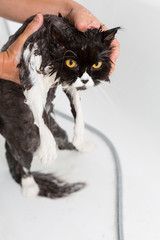 Bathing a cat