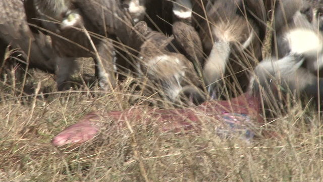vultures descend on a dead zebras baby