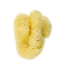 natural sea sponge
