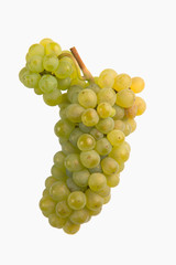 Fresh green grapes Isolated on white-Sauvignon
