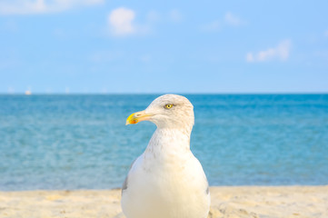 Möwe am Ostseestrand