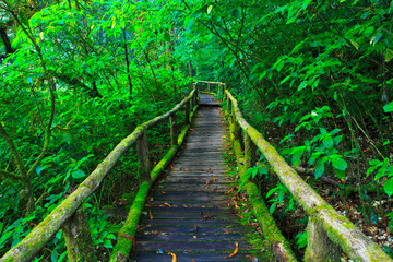 Obraz premium Wooden path in tropical rain forest