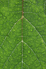 Closeup Of Waterdrops On A Grape Leaf