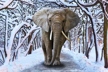 Papier Peint photo Éléphant Éléphant marchant dans un paysage de parc enneigé