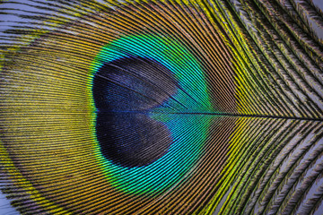 a peacock feather macro photo