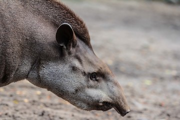 un tapir