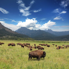 Bisons - Yellowstone National Park / USA - obrazy, fototapety, plakaty