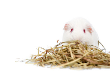 white rat with hay isolated