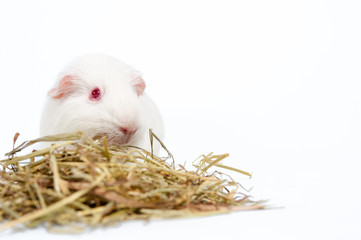 white rat with hay isolated