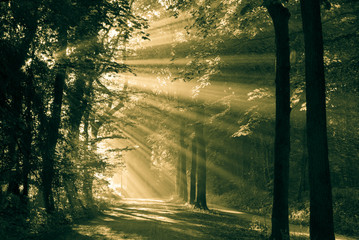 Sun rays shining through the trees, vintage look.