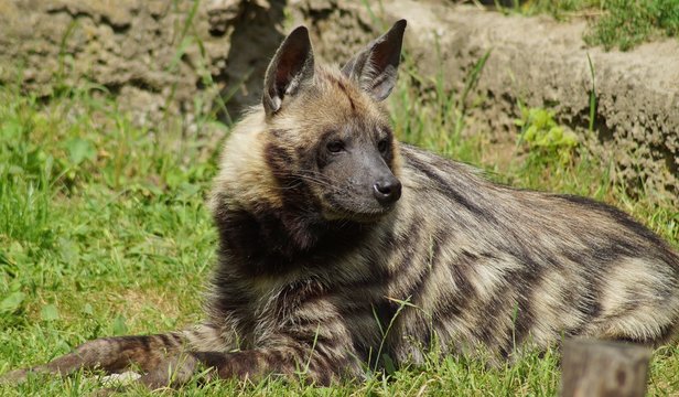 Hyaena Brunnea - Siesta In The Shade