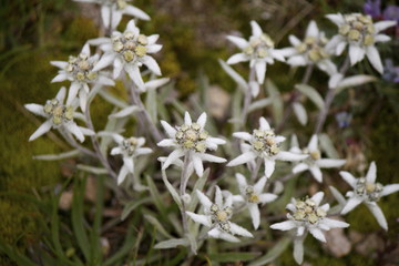 Edelweiss