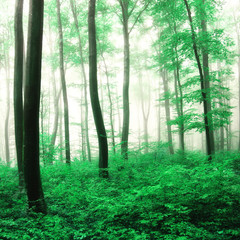 Fantasy green forest