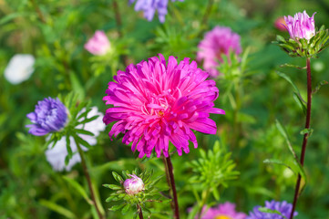 chrysanthemums flower