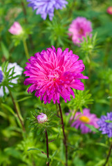 Obraz premium chrysanthemums flower