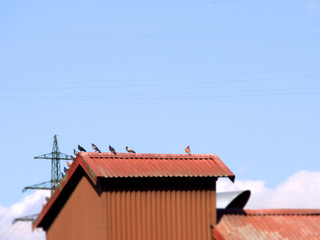 Fototapeta na wymiar Tauben auf Dach