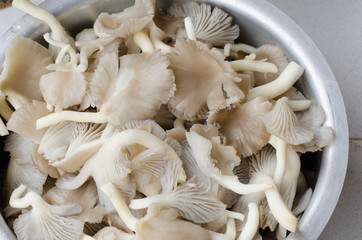 oyster mushroom in enameled bowl
