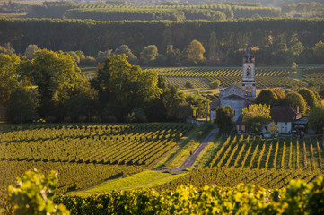 Vineyard landscape-Vineyard south west of France-Sauternes-Loupi