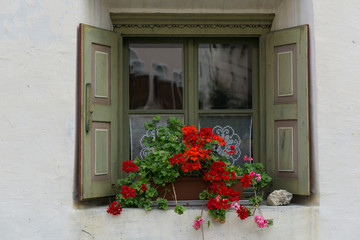 red flowers in a window