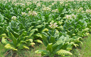 Tobacco Flowers In The Farm Plant Of Thailand