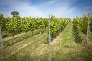 Fototapeta na wymiar English vineyard