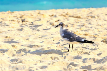 Seagull on sandy beach