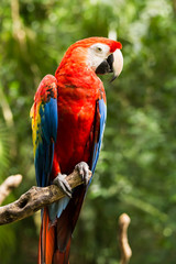 Fototapeta na wymiar Portrait of ..Portrait of Scarlet Macaw parrot