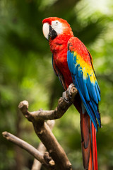 Obraz na płótnie Canvas Portrait of ..Portrait of Scarlet Macaw parrot